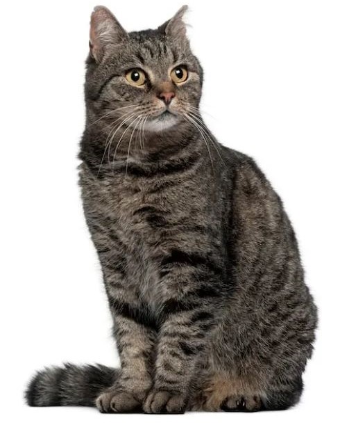 Gato